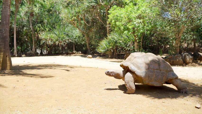 Aldabra giant tortoise endemic species - one of the largest tortoises in the world in the zoo nature park on Mauritius island. Huge reptile slow mo run. Exotic animals and traveling 4K video concept. | Shutterstock HD Video #1098952767
