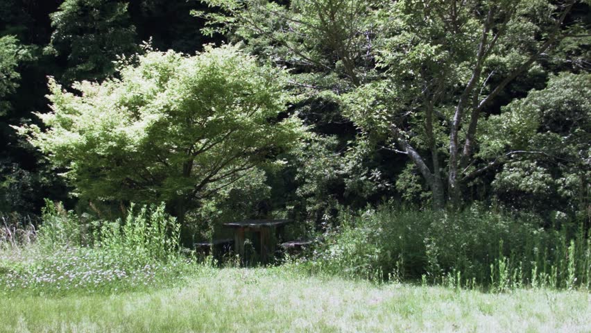Wooden benches and tables in a park covered with plants
