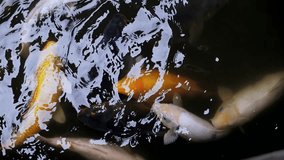 carp swim in water slow motion video