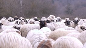 Flock of sheep. winter day in the pasture. Lamb and sheep farm. transhumance. 4k video.