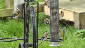 Video of European Goldfinch feeding at a bird table in the UK