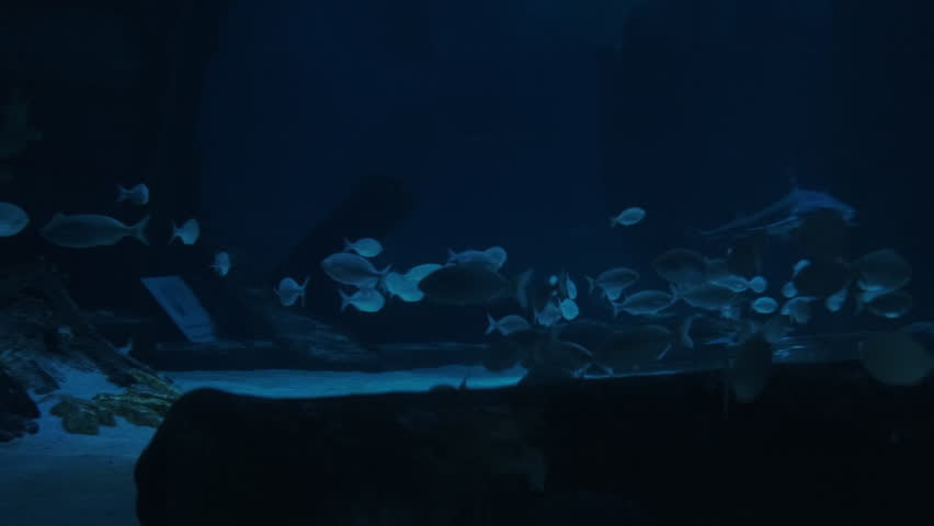 Different fish and stingrays under water in the aquarium | Shutterstock HD Video #1098965053