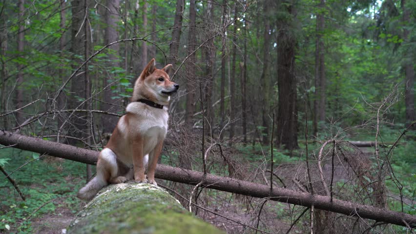 A dog of the Shiba Inu breed walks in the forest | Shutterstock HD Video #1098967477