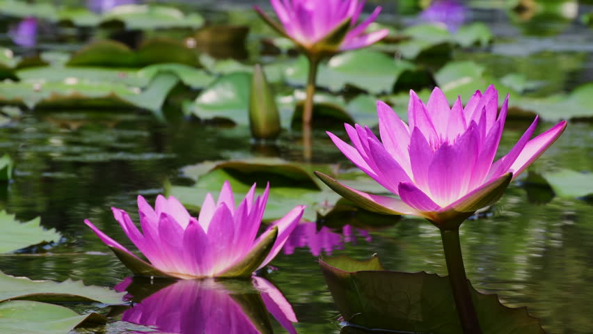 purple lotus water lily blooming on pond surface