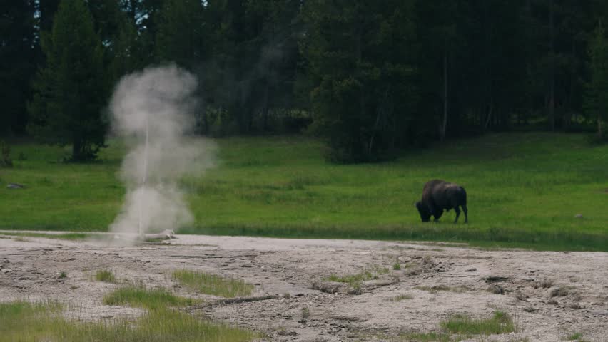 Large bison grazing on lush green grass in Yellowstone national park behind a steaming natural hot spring