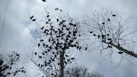 flock of birds taking off from a tree, a flock of pigeon  dry tree. a huge flock of birds takes off from a dry tree slow motion video. flock of birds take off. surprise fun fright concept
