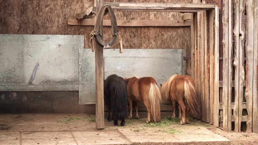 three cute little ponies are eating grass in a paddock on a farm on a sunny summer day