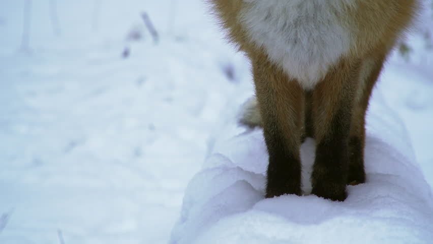 Close-up of fox legs in winter. Snow covered forest. High quality 4k ProRes footage