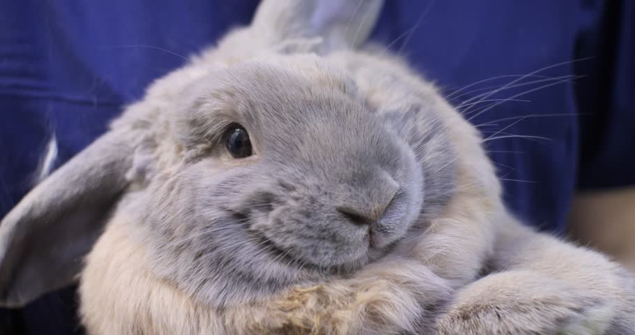 A cute gray fluffy decorative rabbit is being held in her arms by a veterinarian in uniform. Rabbits look funny with one ear down and look surprised. Reception rabbit concept.