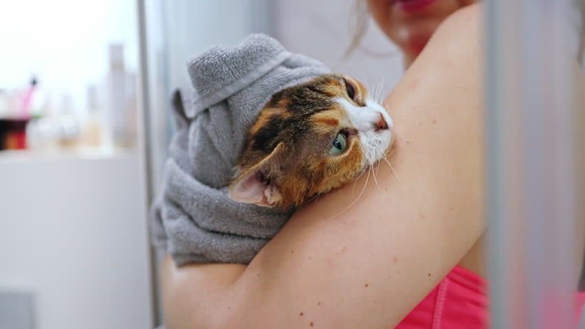 Woman holding Devon Rex cat wrapped in towel after bath. High quality 4k footage Royalty-Free Stock Footage #1098990259