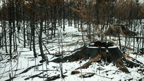 Forest fire drought dry black earth ground stump after extreme weather fluctuations flame snow winter frost wild vegetation stand green natural disaster burnt down trees bark beetle shot pest Ips dead - Powered by Shutterstock - Get 15% off with code: PIKWIZARD15