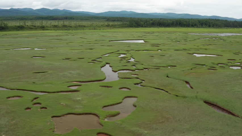 Swampy locally with green grass and small blotches of water. Aerial view of a swamp in the middle of the forest.