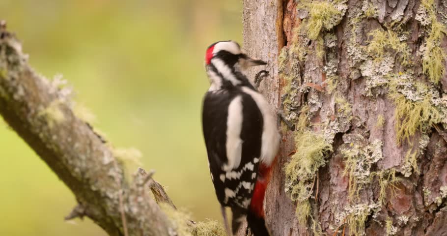 Great spotted woodpecker bird on a tree looking for food. Great spotted woodpecker (Dendrocopos major) is a medium-sized woodpecker with pied black and white plumage and a red patch on the lower belly Royalty-Free Stock Footage #1098996207