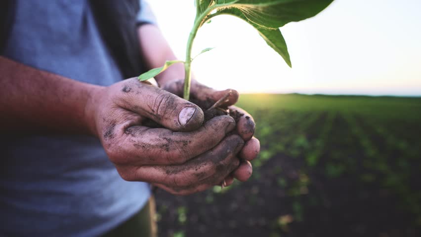 Close-up view from below young plant seedling in ground in hands of smiling man. Gardening and growing trees and sprouts. Farmer cares grows plant. Outdoor clear sky in nature. Agriculture ecology. Royalty-Free Stock Footage #1098997411