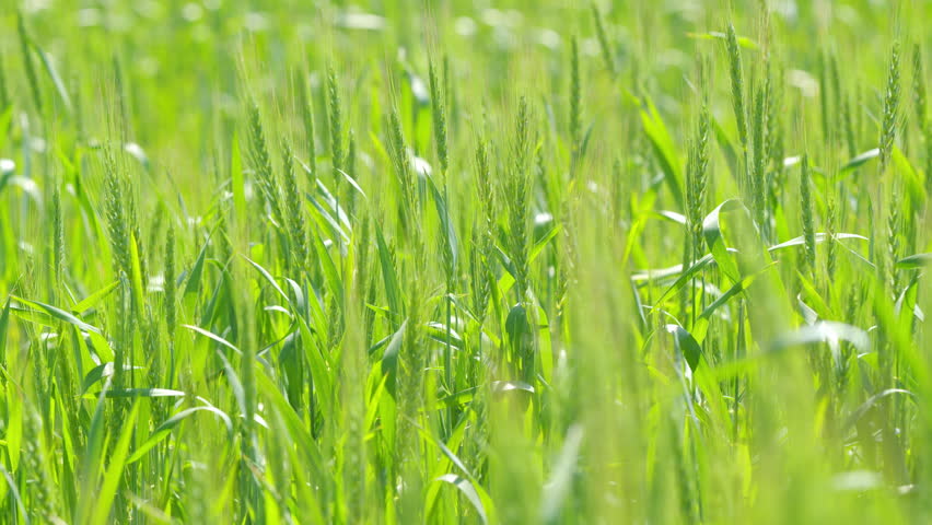 Farming ecological nature wheat germ concept. Wheat field in green rays of sun. Healthy food. Slow motion. | Shutterstock HD Video #1098997479