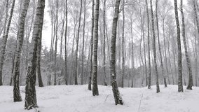 Birch trees in winter forest outdoors on overcast day. Beautiful winter snowy forest with snowfall. Wide shot with panning.