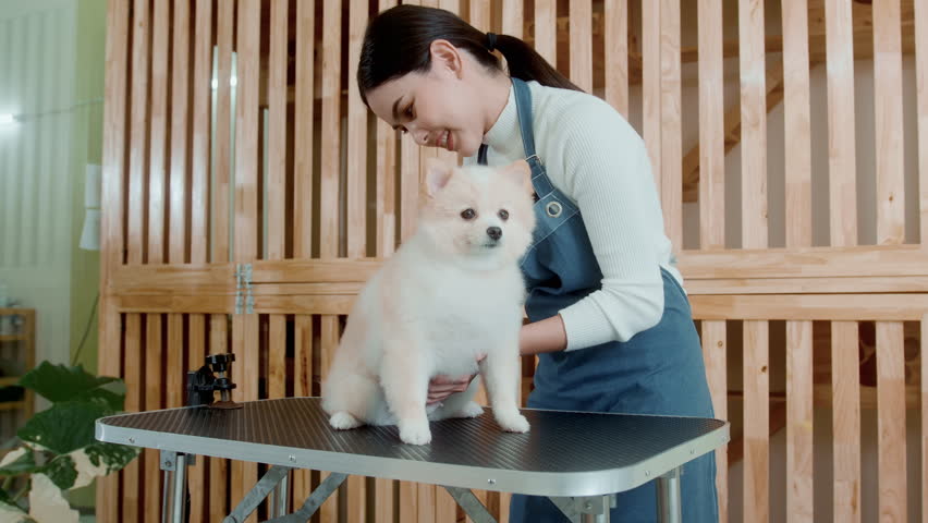 Female professional groomer trimming haircut dog at pet spa grooming salon