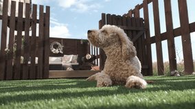 Cockapoo dog lying in garden on sunny day - Powered by Shutterstock - Get 15% off with code: PIKWIZARD15