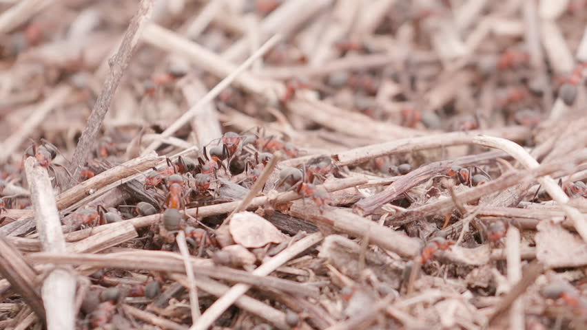 Big anthill in the straws. Ants on the ant hill in the woods closeup, macro. Big anthill with colony of ants in summer forest. They mooving sticks and building their house