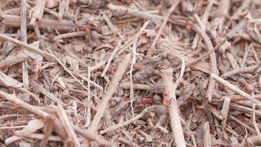 Big anthill in the straws. Big anthill with colony of ants in summer forest. Ants on the ant hill in the woods closeup, macro. They mooving sticks and building their house