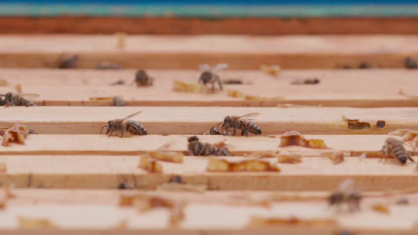 Close up view of the opened hive body showing the frames populated by honey bees. Focus changing. Bee mooving on top