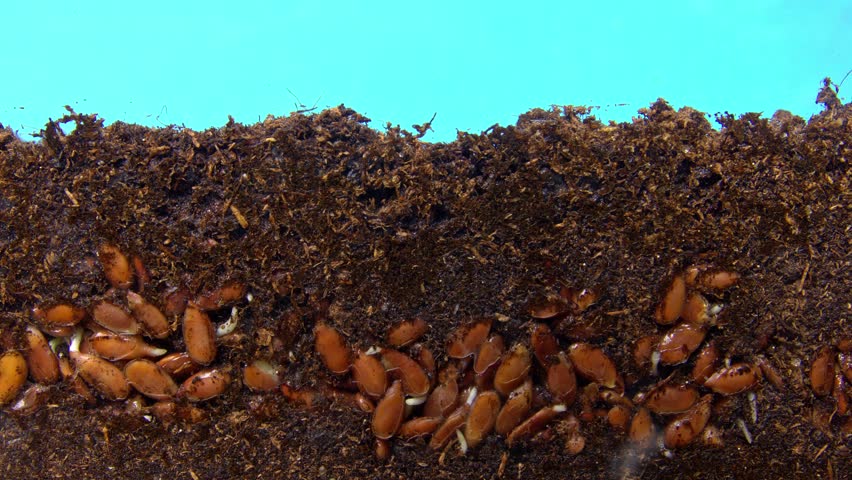 Growing array seed of flax shoots sprout from ground against background of chromakey in timelapse. Theme agriculture cultivation of cereals. Scientific experiment with germination of meadow crop. Royalty-Free Stock Footage #1099013291