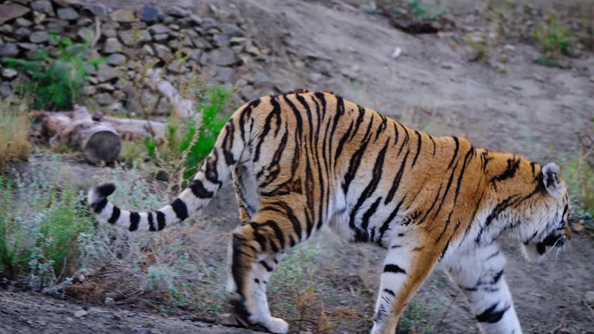 Huge eurasian tiger walking down the hill. | Shutterstock HD Video #1099014061
