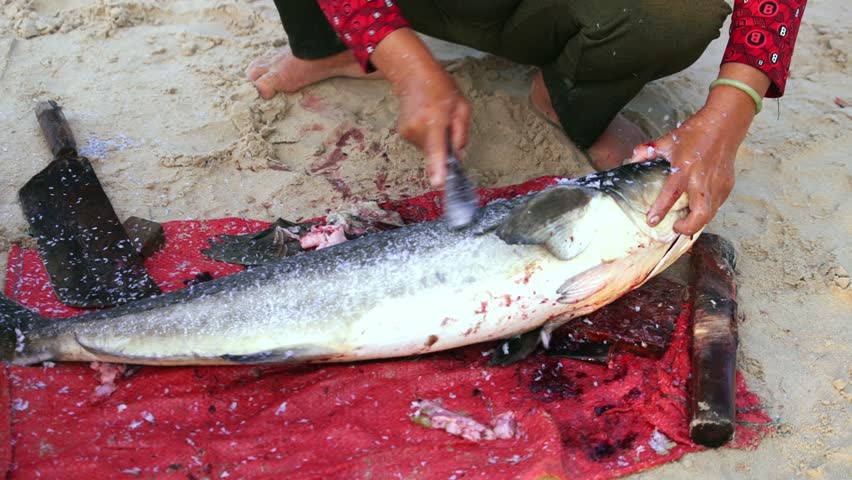 Fishermen are scaling clean cobia and handing it over to customers at a fish market in a coastal fishing village in central Vietnam
