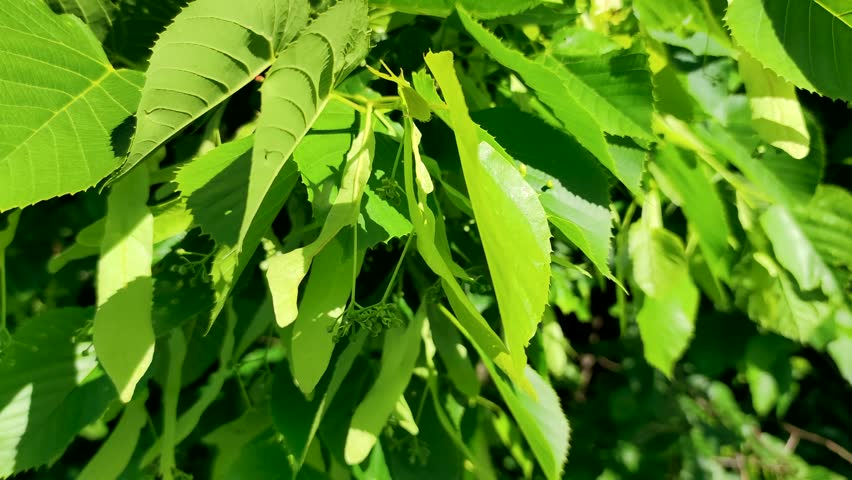 Close-up view of fresh green leaves and flower buds on branch of Tilia (also known as linden, basswood or lime) tree swaying in a sunny summer day. Beauty in nature theme. | Shutterstock HD Video #1099018331