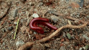 Male and female rusty millipede (Asian millipede) are mating. The video is made in 50 percent speed