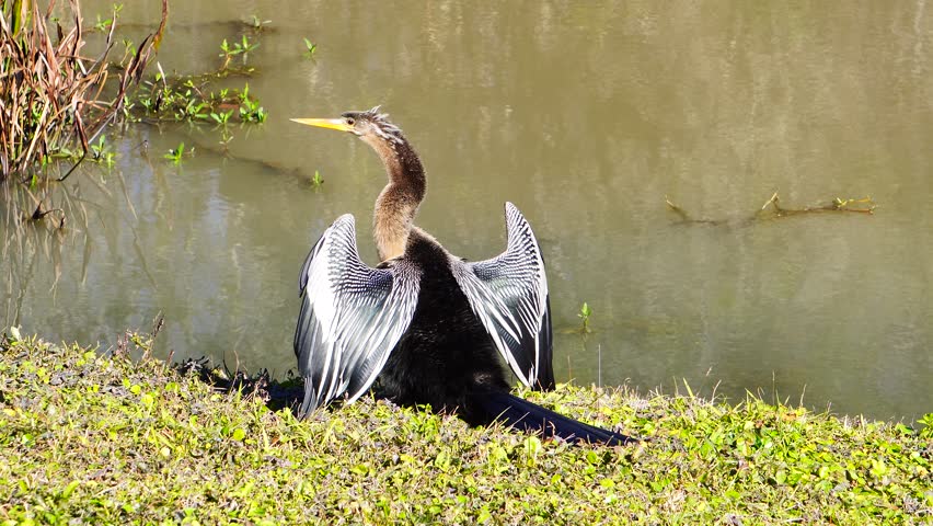 Anhinga spread wing and take a sun bath in front of a pond in Tampa area