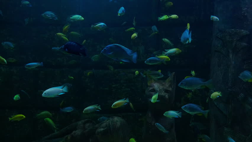 A lot of fish in the aquarium | Shutterstock HD Video #1099035991