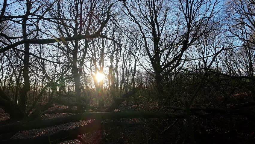 FPV drone flying through glowing sunrise autumn woodland branches in nature park