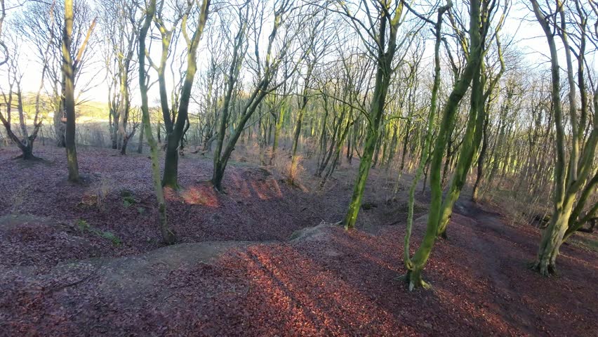 Cinematic FPV drone flying around woodland tree trunks during glowing autumn sunrise