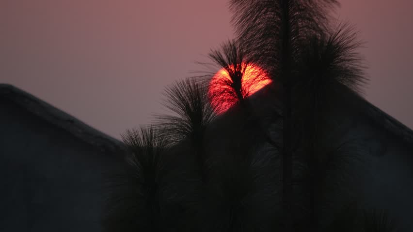 Sunset behind the wood trees. The orange sky on horizon.