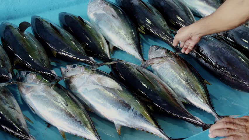Fresh tuna fish at a local market in Maldives. Freshly caught tuna fish at the fish market
