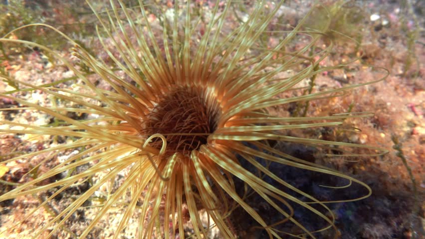 Deep underwater sea life - Anemone 46 meters depth
