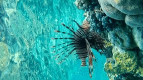 Vertical video, Close-up of Lionfish swimming under surface of the water above coral reef. Common Lionfish or Red Lionfish (Pterois volitans) Sllow motion