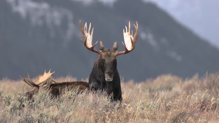 Moose in Grand Teton National Park Wyoming | Shutterstock HD Video #1099046115