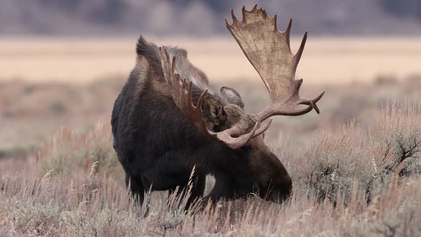 Moose in Grand Teton National Park Wyoming | Shutterstock HD Video #1099046117