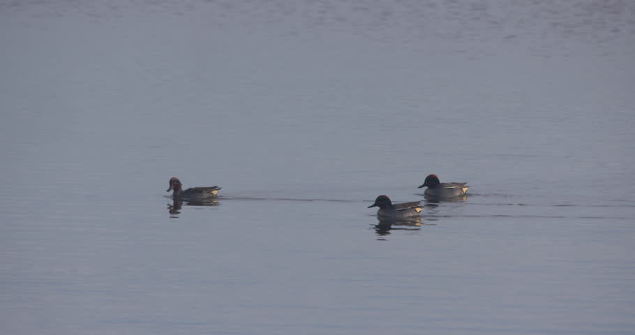 Teal ducks take off from water flying away together Ireland nature