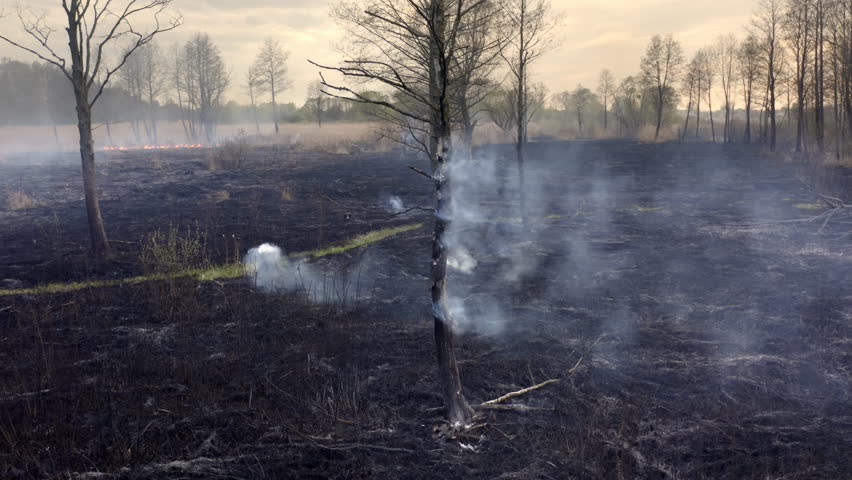 Aerial view of scorched soil with a forest in the background. Dangerous open fire within the wood with dense smoke above. High quality 4k footage