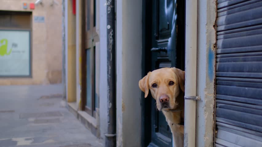 Portrait of a cute dog. Pet is looking at you. 