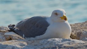 Seagull Sitting Alone On Stones Near The Sea Beach Footage.