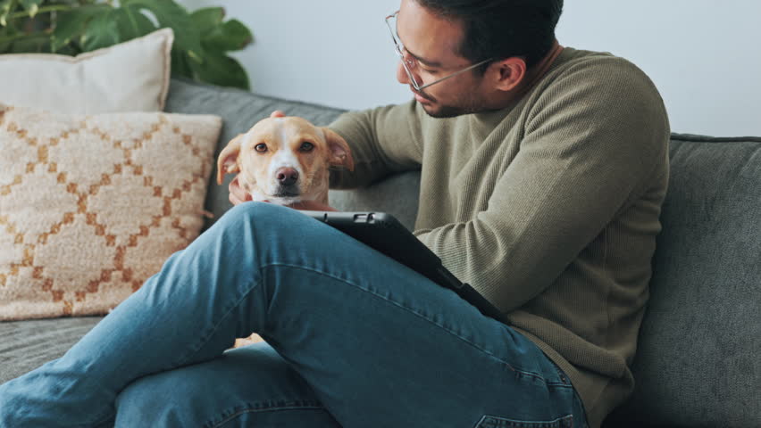 Young man with dog pet on sofa in his living room apartment for support, love and care. Happy guy relax on couch and smoke, kiss and play with his loyal puppy, animal or jack Russell terrier Royalty-Free Stock Footage #1099054783