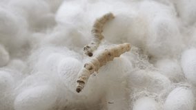 Silkworm on the white cocoon shell. Closeup video, blurred.