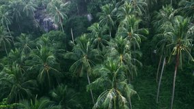 Aerial view wild tropical nature, the camera flies along the palm trees and rocks in a tropical jungle area. Cinematic video beautiful green untouched nature of mother earth. Aerial shot