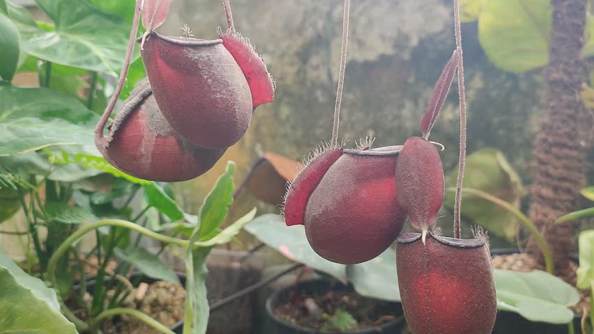 Nepenthes red pitcher plant moving in the wind