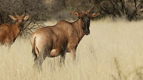 Tsessebe antelopes (Damaliscus lunatus) standing in grassland, Mokala National park, South Africa