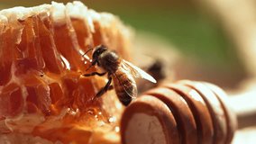 Bees swarming on honeycomb, extreme macro footage. Insects working in wooden beehive, collecting nectar from pollen of flower, create sweet honey. Filmed on a high-speed cinema camera, 1000 fps